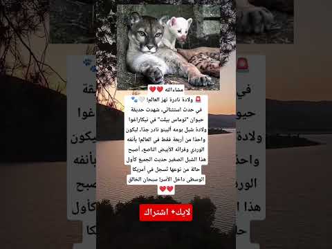 مشاء الله ولادة نادرة تهز العالم في حدث استثنائي شهدت حديقة حيوان في نيكاراغوا ولادة شبل نادر جدا