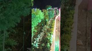 Green Light Wait For End  view youtubeshorts shorts naturelovers nature nightview