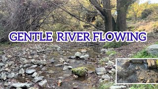 Gentle River Flow Beneath The Old Tree  Pure Nature Sounds For Deep Relaxation And Sleep