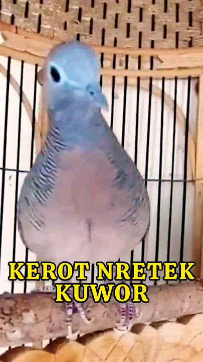 Perkutut Lokal Nguwor Nretek Kerot ‼️