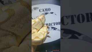 Nuclear(Butter,Fire) Spider 100% Het Clown Girl