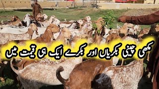 Makhi Chini Goats 🐐 Offer | 17/05/2026 | Chakwal Goat Farm 🐐 |