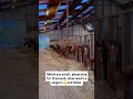 Every comment = a meal for every horse at our farm #horsingaround #horsewelfare #ponyriding