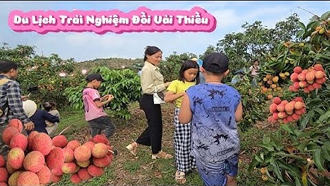 DU LỊCH TRẢI NGHIỆM ĐỒI VẢI THIỀU LỤC NGẠN SIÊU ĐẸP I NÚI ĐỒI LỤC NGẠN