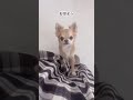 毎朝する行動が可愛すぎる説。#shorts #short #チワワ #犬のいる暮らし