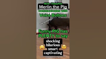 Pig 🐽 uses Talk buttons 😲. Merlin the Pig isn
