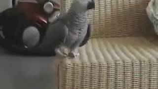 04 THE African Grey! Ruby, The Swearing Parrot  X Rated Parrot   SATURDAY SILLINESS