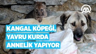 Kangal Kopegi Yavru Kurda Annelik Yapiyor Youtube