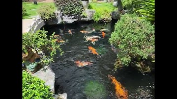 Sân vườn hồ cá KOI tuyệt đẹp tại Bình Sơn-  Quảng Ngãi