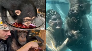 Chimps eating jello!