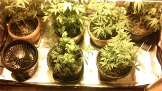 2 week in flower slow process but moving along
