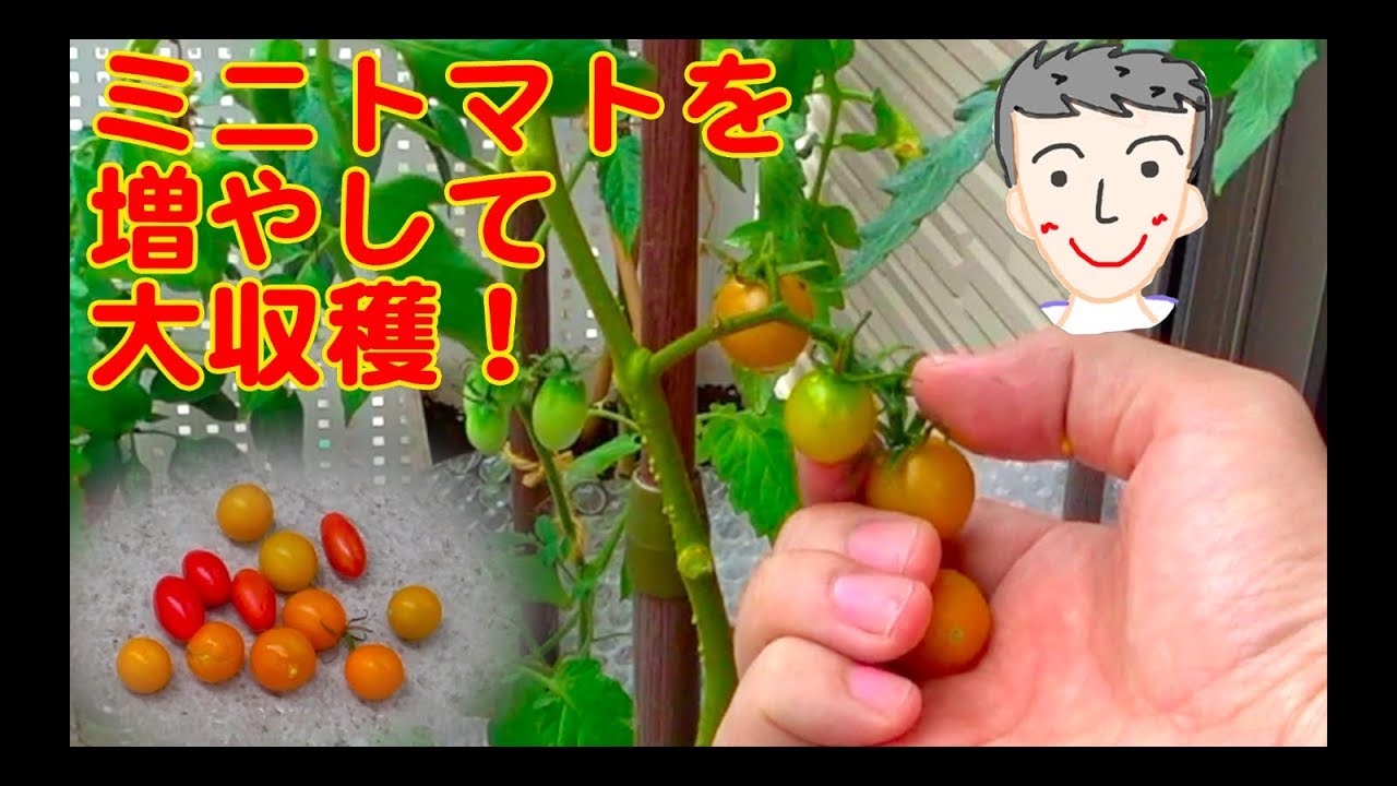 初心者もできる ミニトマトの育て方 ベランダ家庭菜園 18年 マッキーブログ