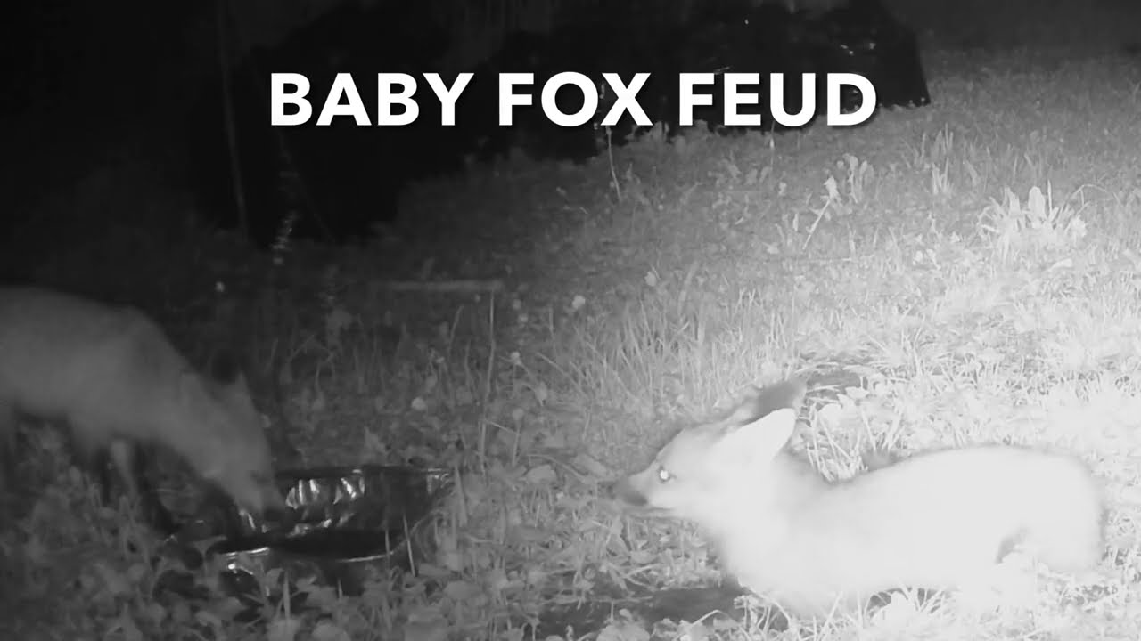 Baby Fox Feud
