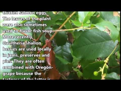 Video: What Is Salal Plant - Lær om Salal Plant Care