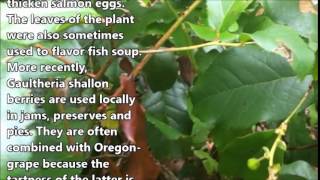 Salal: Native to the North West Areas. Berries, Leaves are Edible; Lose Weight