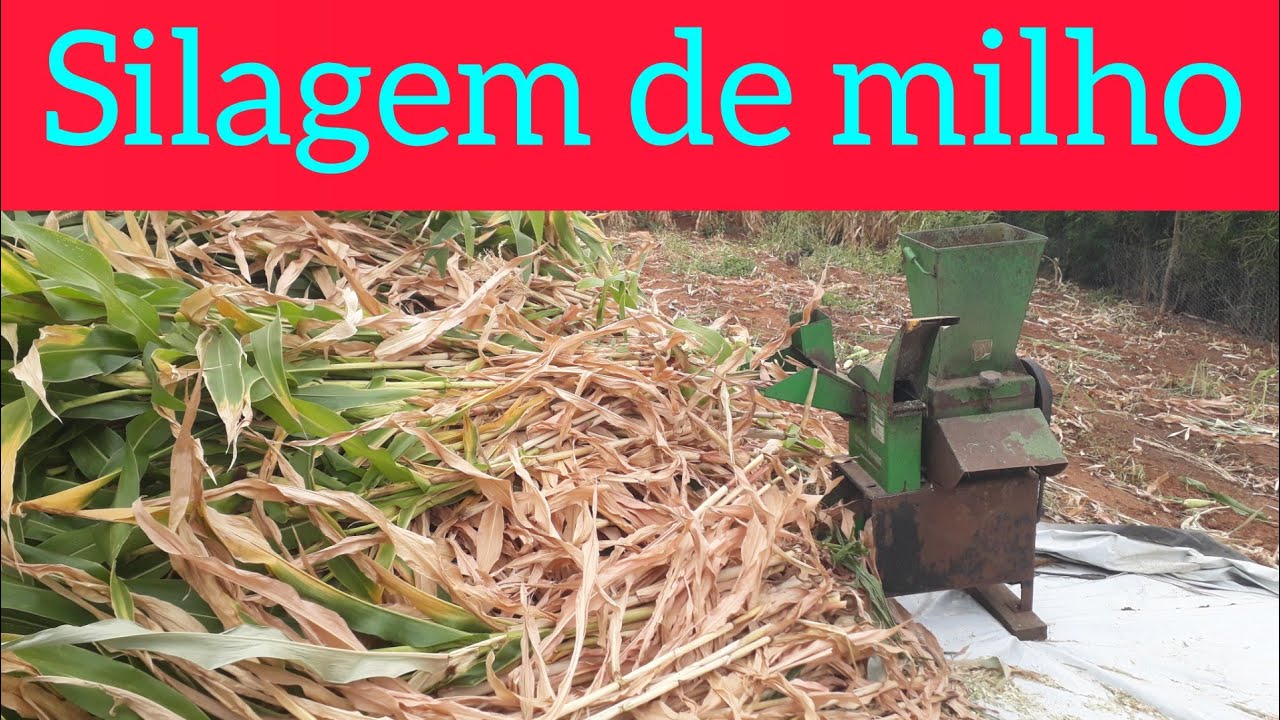 silagem-de-milho-youtube