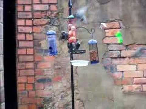 Starling frenzy on bird feeder