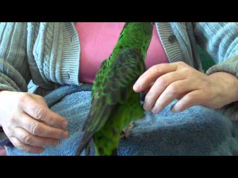 Basic Parrot Physical Exam