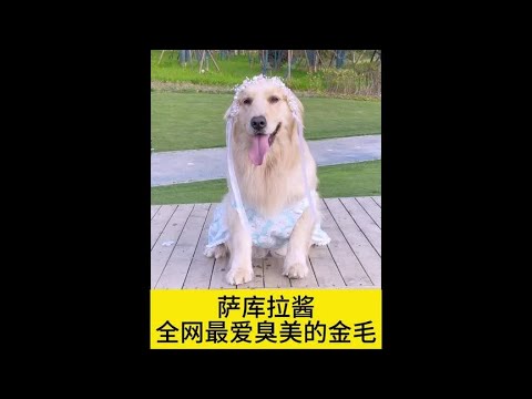撒库拉酱全网最爱臭美的金毛！#萌宠出道计划 #金毛 #养狗的乐趣