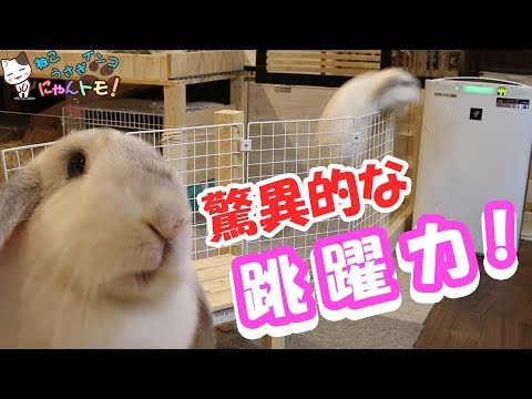 驚異的なジャンプ力をもつうさぎ誾千代 Youtube