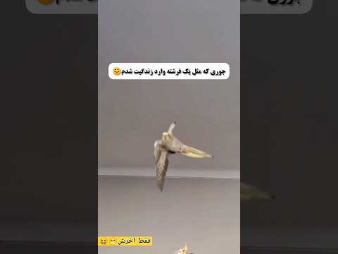 چقد قشنگ صداگذاری باهاش فیکس شده        