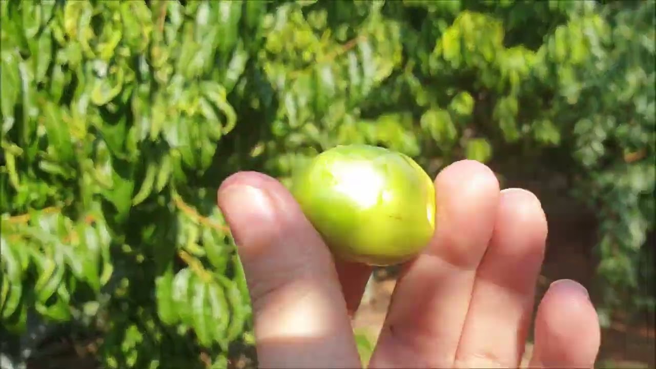 ÇATALCA BAHÇE DENEYİMİ/PAZARDAKİ MEYVE SEBZE FİYATLARINDAN SONRA BURASI GERÇEKTEN CENNET GİBİ GELDİ