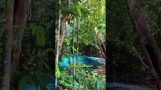 Is it safe to swim here?#DangerousWaters #TransparentPool #EmeraldPool #SwimmingSafety #DidYouKnow