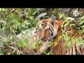 Tiger attacked  indian tiger live captured by ptr director sir  betla national park