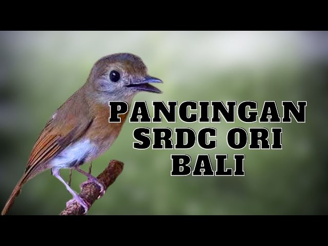 SUARA PANCINGAN SRDC BALI NGEPLONG PAGI HARI class=