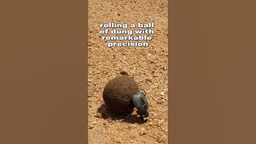 Dung Beetle Navigation