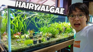 My LONG TERM PLANTED TANK has ISSUES :(