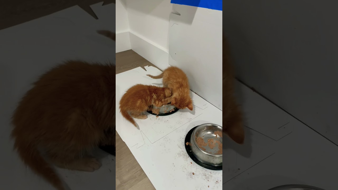 Little kittens big fight over food