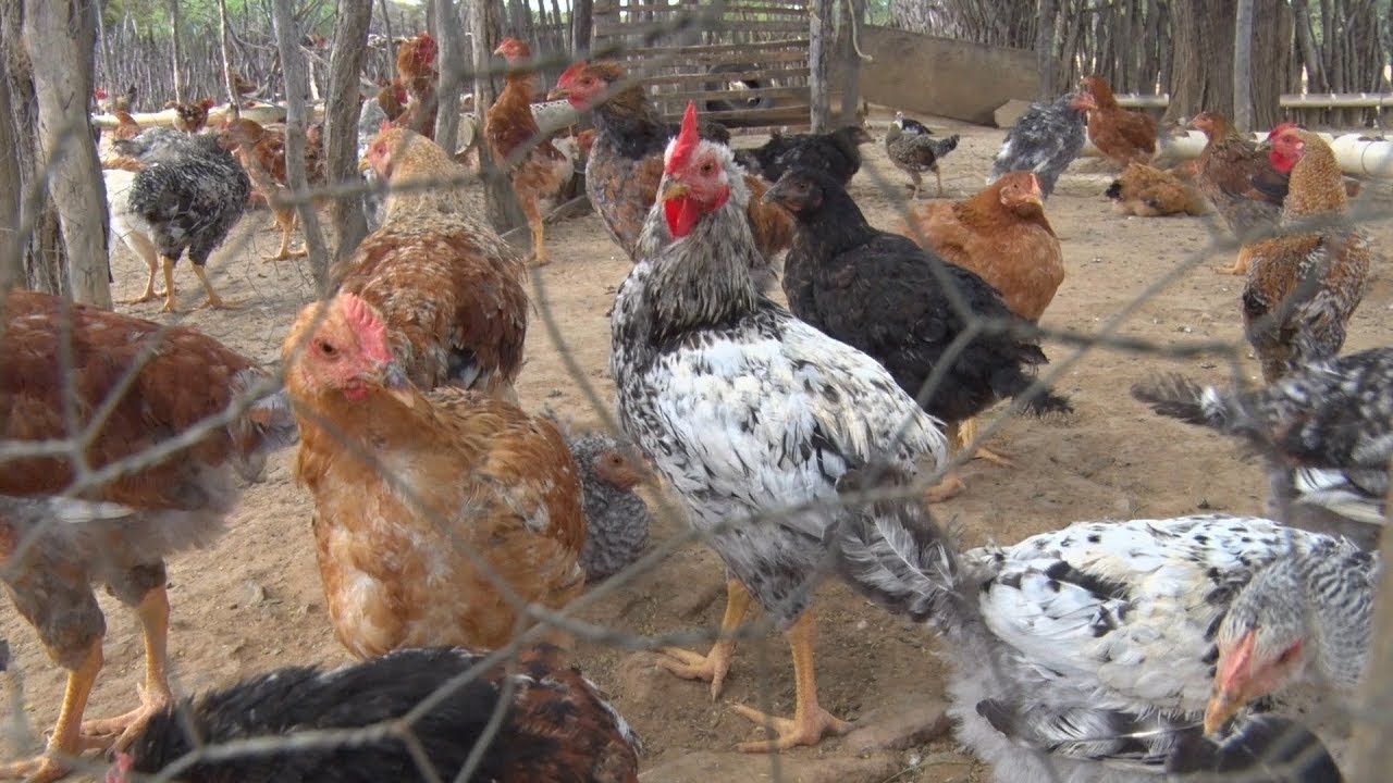 Coisas do Sertão - Criação de galinha caipira no Semiárido Coisas do Sertão - Criação de galinha caipira no Semiárido