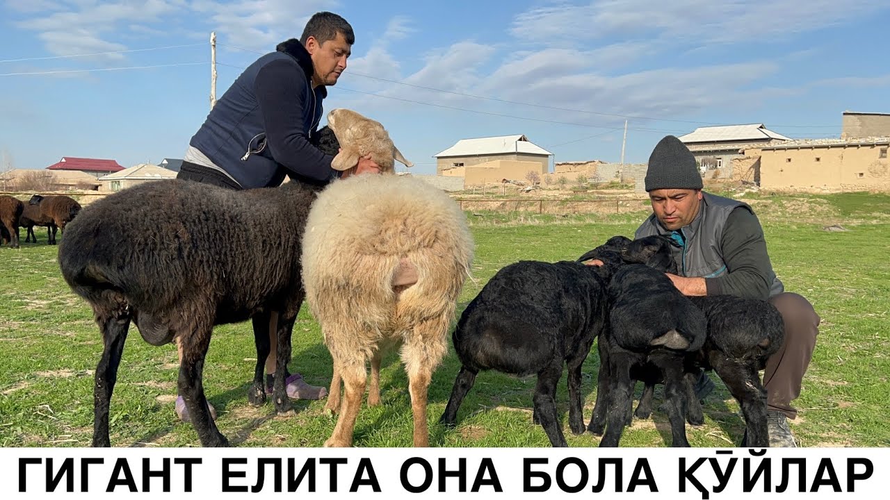 БУНДАН ЗӮРИНИ ТОПОЛМАЙСИЗ. ☎️+998887300709 ☎️+998914653600