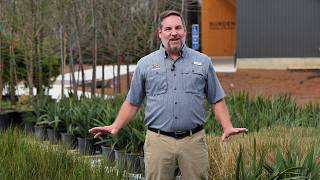Get It Growing: Use native wetland plants in soggy landscape areas
