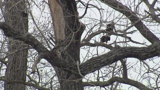 Wind knocks down White Rock bald eagles' nest in Dallas