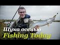 Ловля щуки осенью. Топовые воблеры и железо - Fishing Today