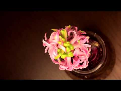 Timelapse of Hyacinth Blooming