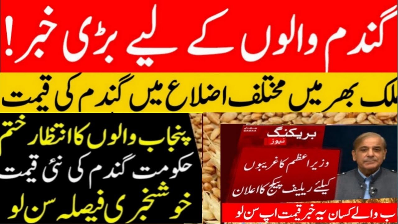 Today Wheat price in punjab | گندم کا ریٹ 2025 | Gandam Ka rate 2025 ...