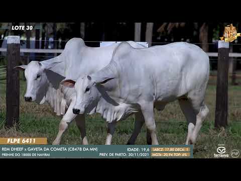 Nelore Cometa | 16º Leilão | Lote 30