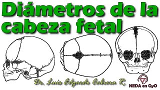 Diámetros de la CABEZA FETAL. Trabajo de parto. Explicación ¡Sencilla! MODELO ANATÓMICO y esquemas