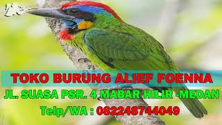 Suara Pikat MP3 Burung Takur - Masteran Burung Takur