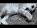野良子猫ろく 100均猫ボールで玉ころがし※ボールは共有しません