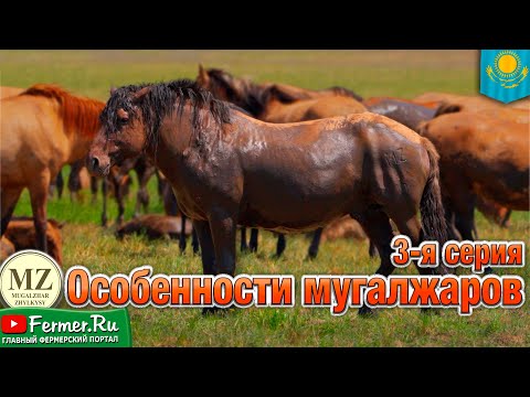 Из степей Актобе: Как разводят легендарных мугалжарских лошадей? Казахстан - колыбель коневодства