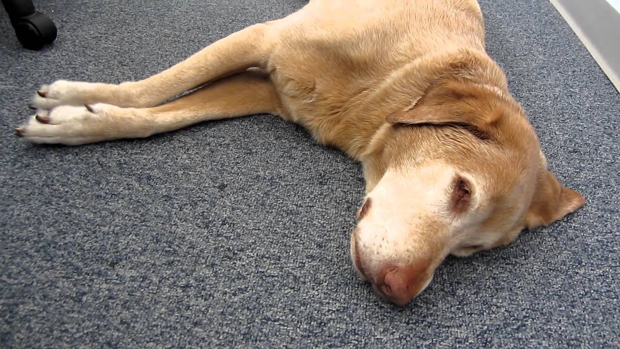 My Dog Twitches A Lot When Sleeping