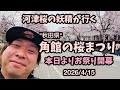 【角館の桜2026】 4/15開幕日 桜まつり行ってきました　河津桜の妖精　シダレザクラ　枝垂れ桜　