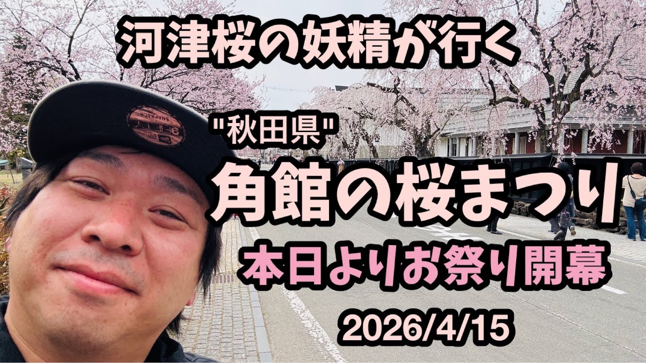 【角館の桜2026】 4/15開幕日 桜まつり行ってきました　河津桜の妖精　シダレザクラ　枝垂れ桜　