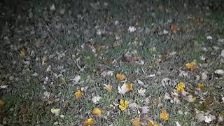 Video 2 Fenix FD41 Flashlight Outdoor Footage
