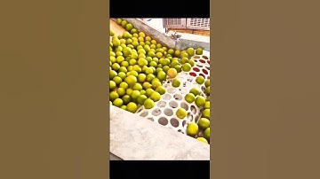 Smart way to sorting of fruits | How to sort size of oranges and apples | #shortsfeed #shortsworld