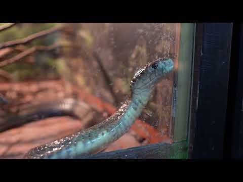 Șerpi, scorpioni și tarantule la Piatra-Neamț într-o expoziție fascinantă